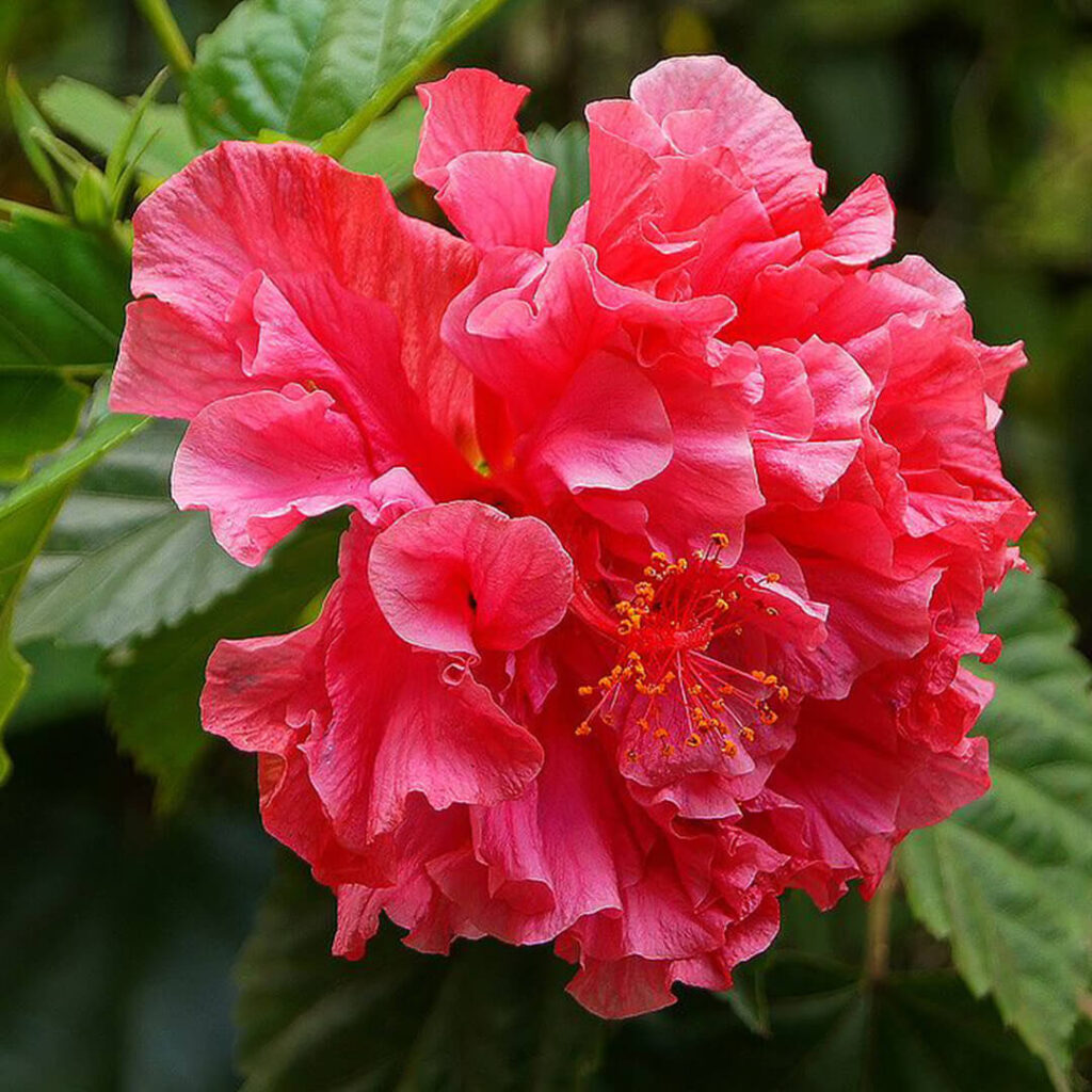 Гибискус китайский Hibiscus Rosa-sinensis