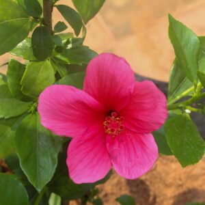 Hibiscus Pink Plant - Santhi Online Plants Nursery