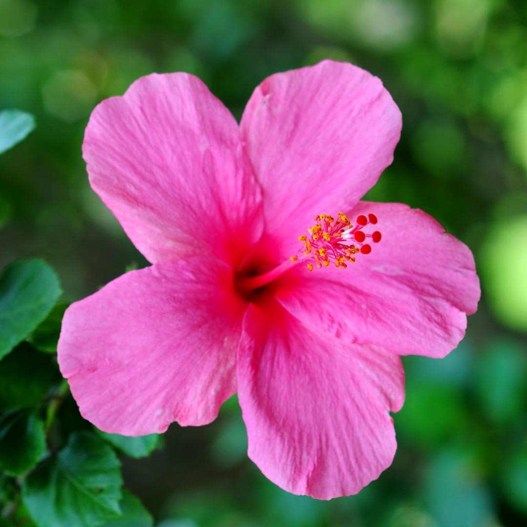 Hibiscus Pink Plant - Santhi Online Plants Nursery
