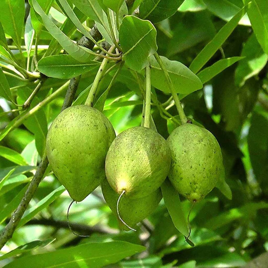 Mahua Tree (Iluppai maram) - Santhi Online Plants Nursery