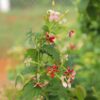 Rangoon Creeper Plant (Madhumalati Vine)