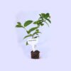 Rangoon Creeper Plant (Madhumalati Vine)