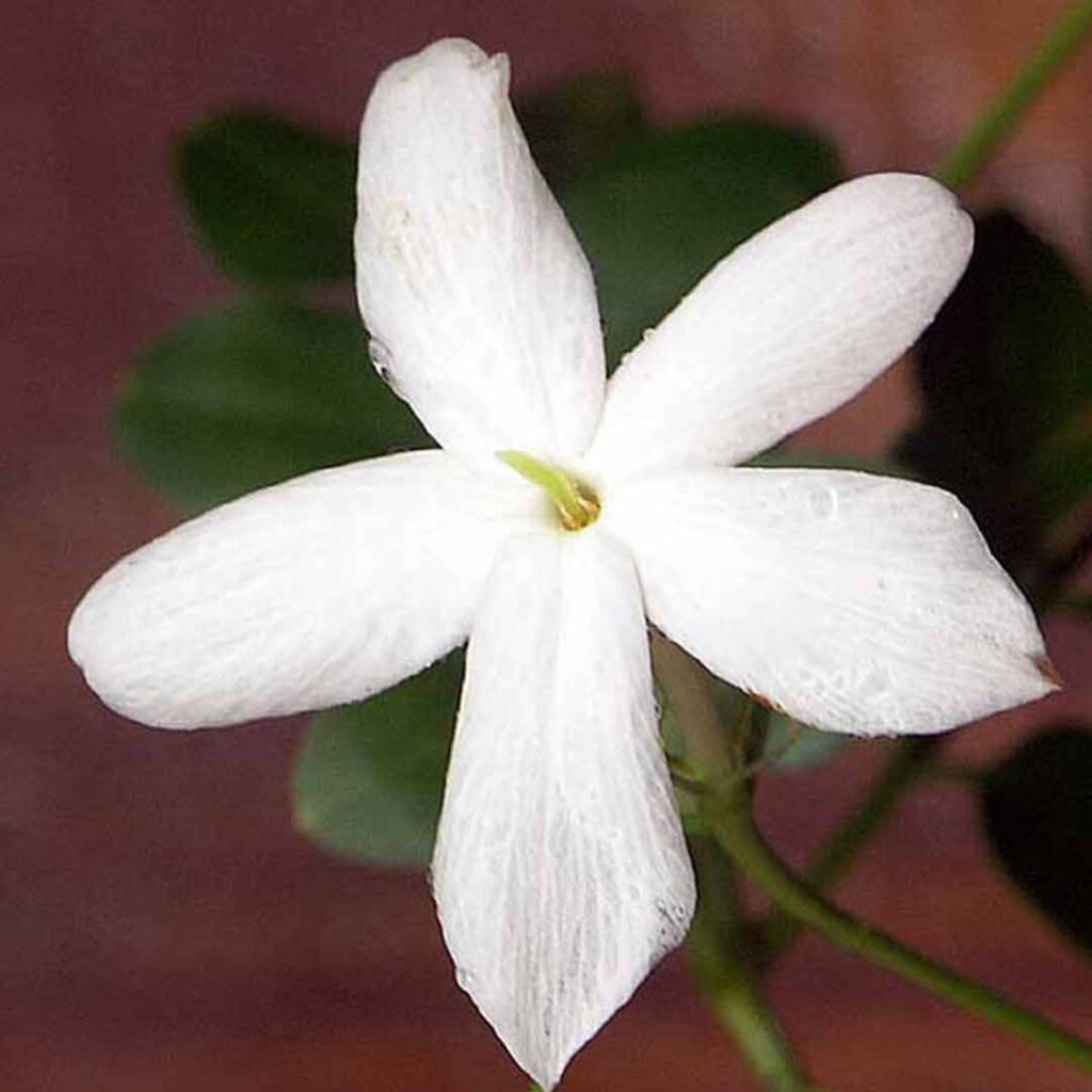 Spanish Jasmine Plant Jathi Mullai Santhi Online Plants Nursery