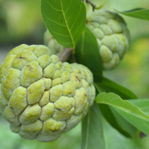 Custard Apple Plant-Seetha Palam