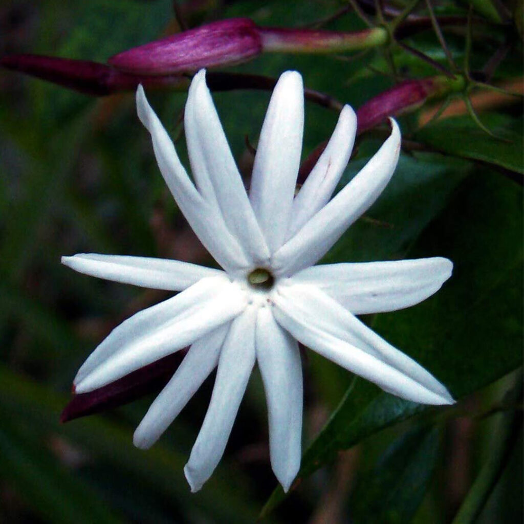 Kodai Malli Jasmine Flower Plant Santhi Online Plants Nursery