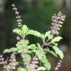 Basil Tulsi plant