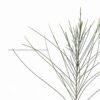 A perfect Casuarina tree plant-Savukku Maram