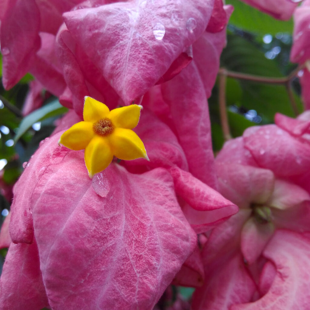 Mussaenda Pink Plant - Santhi Online Plants Nursery