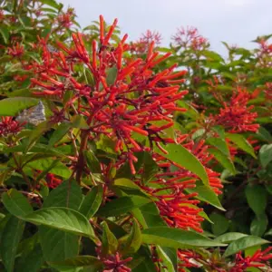 Hamelia Patens (Firebush Plant)