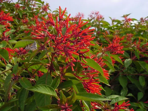 Hamelia Patens (Firebush Plant)