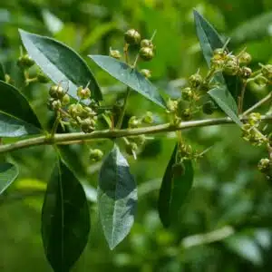 Henna Plant (Maruthani)