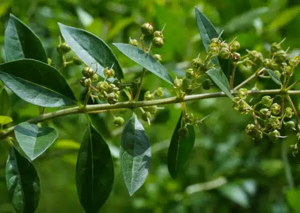 Henna Plant (Maruthani)
