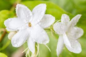 Arabian jasmine flower