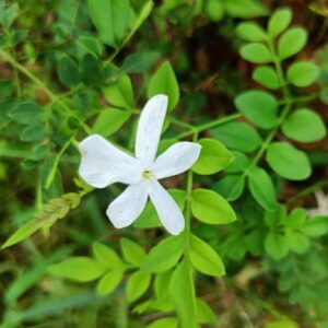 Spanish Jasmine