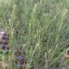 A perfect Casuarina tree plant-Savukku Maram