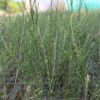 A perfect Casuarina tree plant-Savukku Maram