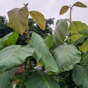 Teak plant