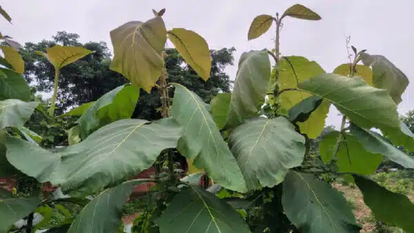 Teak plant