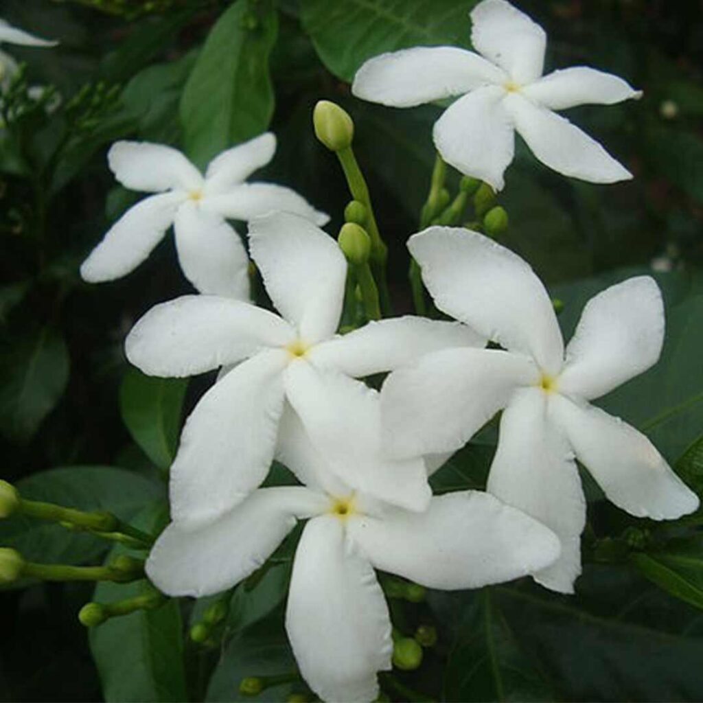 Vivasaya Nanthiyavattai (Crape Jasmine) - Santhi Online Plants Nursery