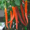 Long Chilli Plant(Milagaai)
