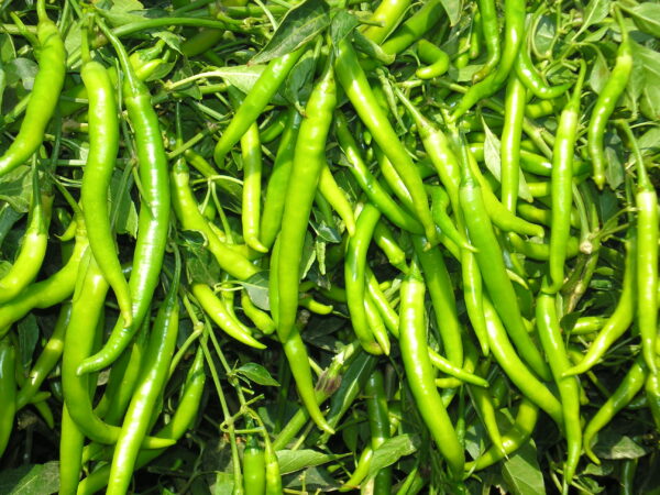 Long Chilli (Milagaai) | Santhi Online Plants