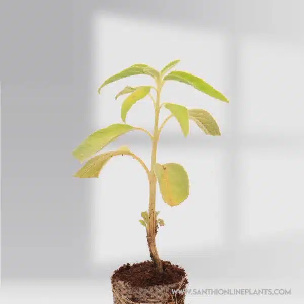 Indian Catmint Plant (Pei Mirati)