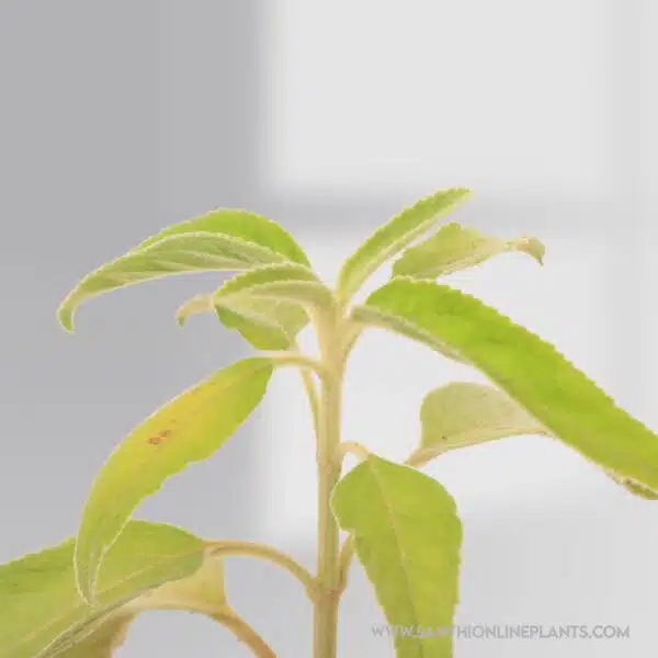 Indian Catmint Plant (Pei Mirati)