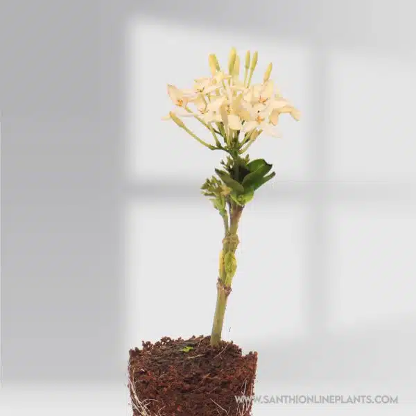 Singapuri Ixora White Plant