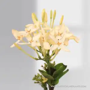 Singapuri Ixora White Plant