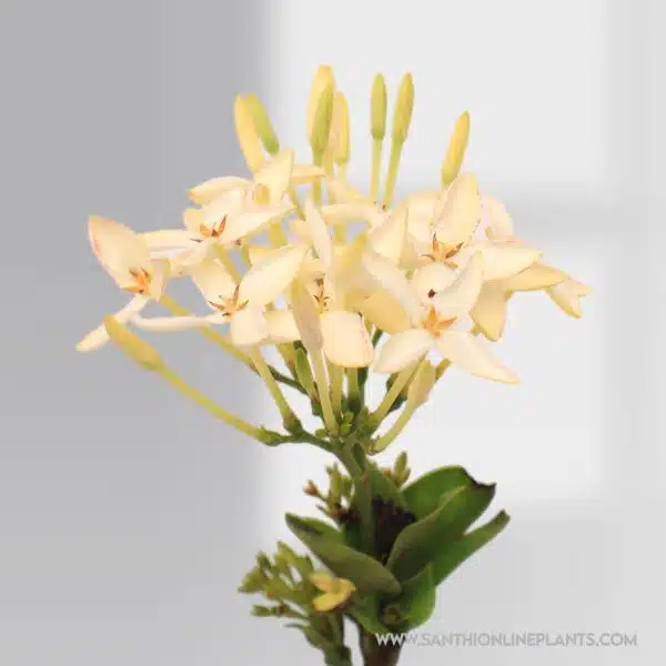 Singapuri Ixora White Plant