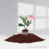 Ixora Singapuri Pink Plant