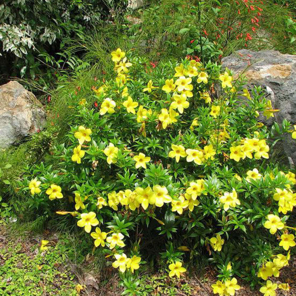 Allamanda bush yellow Plant - Santhi Online Plants Nursery