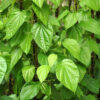 Betel Leaves Plant - Salem Vetrilai