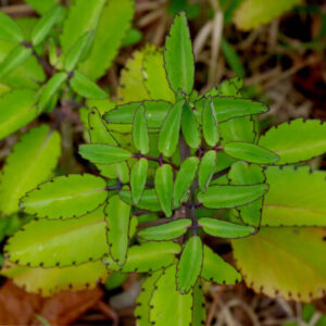 Bryophyllum Pinnatum Plant (Ranakalli)