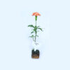 Crossandra Red Plant (Kanakambaram)