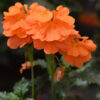 Crossandra Red Plant (Kanakambaram)