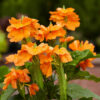 Crossandra Red Plant (Kanakambaram)