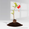 Hibiscus Red