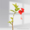 Hibiscus Red