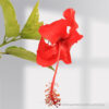 Hibiscus Red