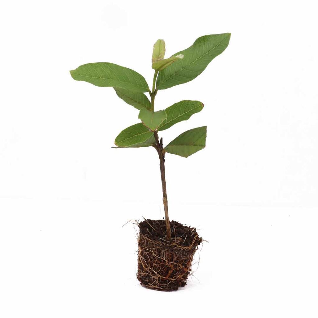 L49 white guava (Lucknow49) - Santhi Online Plants Nursery