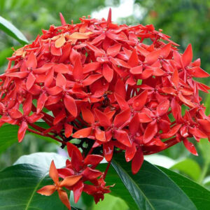 Mussaenda Red Plant - Santhi Online Plants Nursery