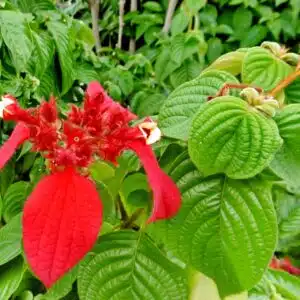 Mussaenda red plant