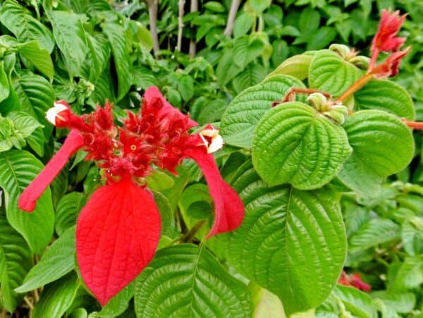 Mussaenda red plant
