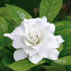 Fragrant & Attractive Parijatham Plant small  (Gardenia)