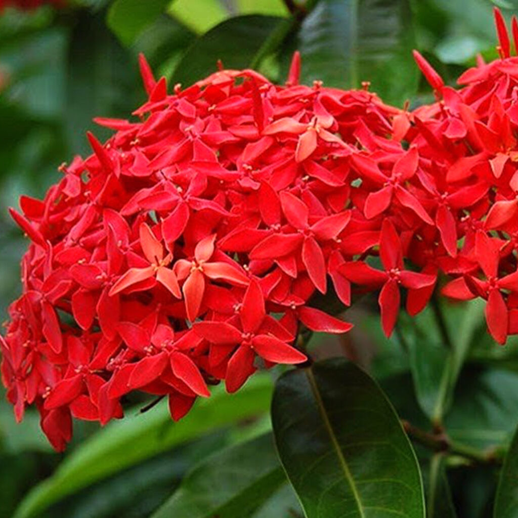 Ixora red Plant - Santhi Online Plants Nursery - Buy Online Plants