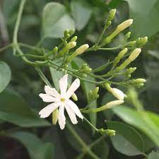 Jasminum Fluminense 