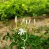 Jasminum Fluminense Plant (Santhana Mullai)