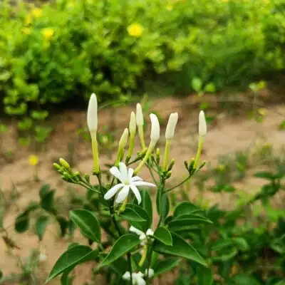 Jasminum Fluminense Plant (Santhana Mullai)