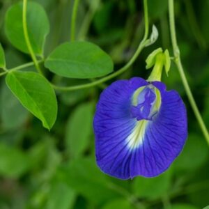 Clitoria Ternatea Plant (Blue) - Sangu Poo